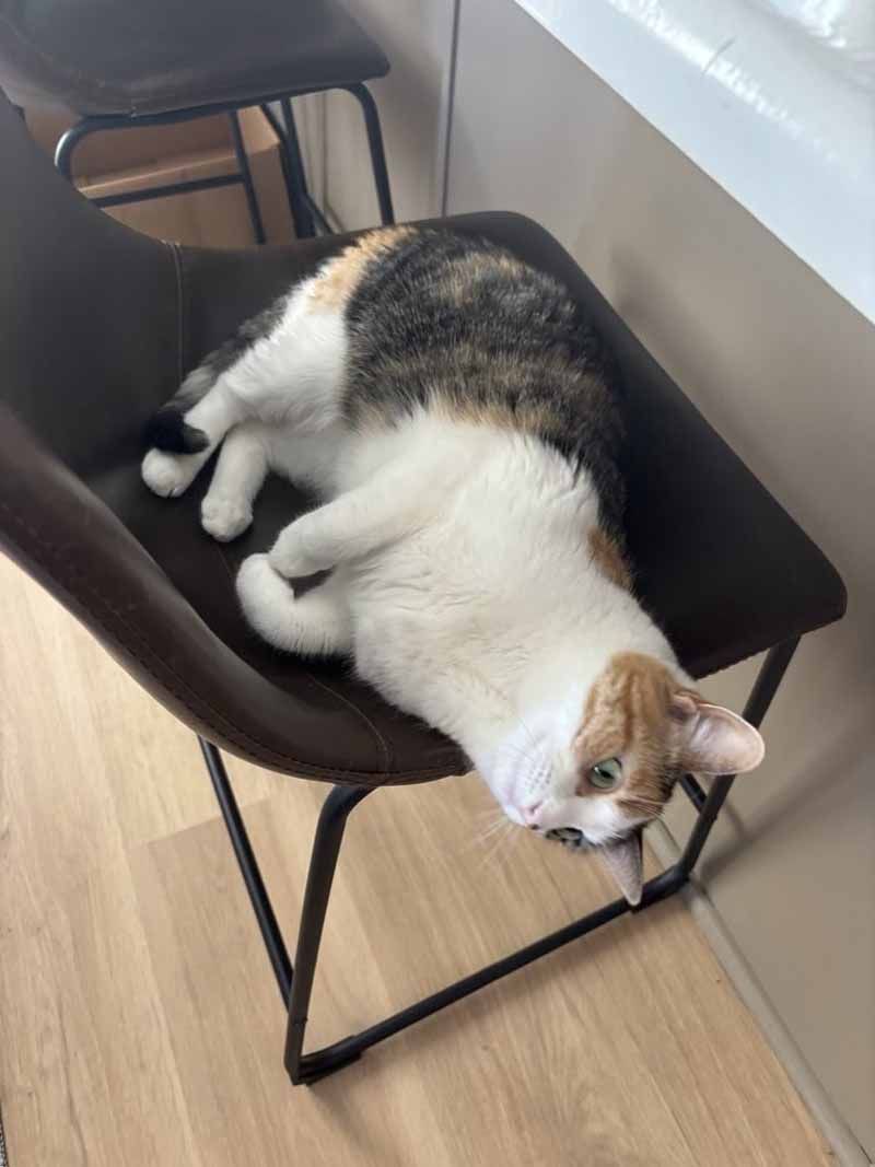 Calico cat lounging on a brown chair, looking down with a relaxed posture.