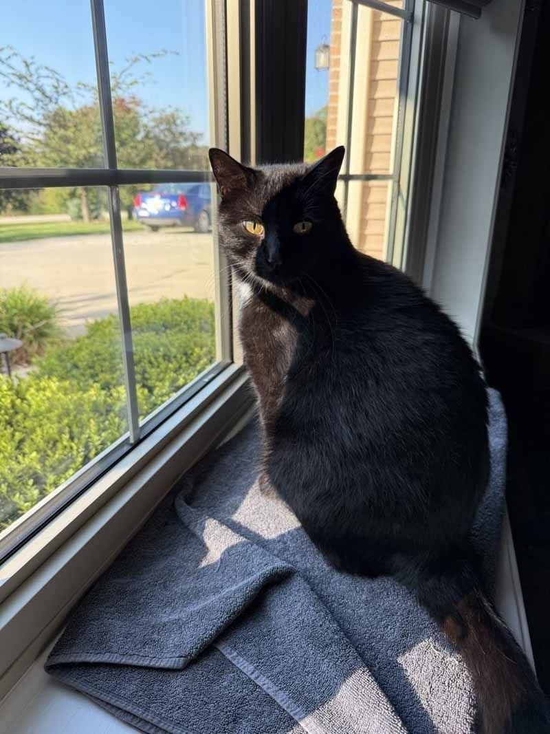 Black cat perched on a windowsill, looking outside. Sunny day.