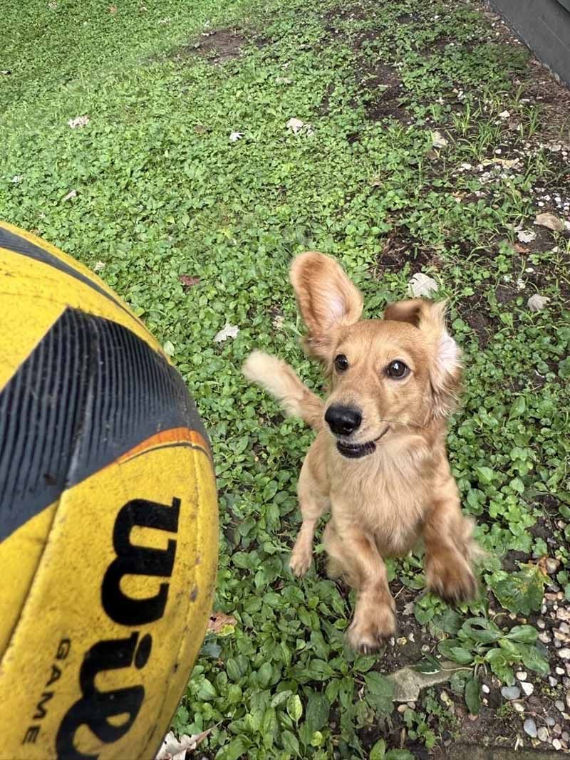 Golden dog with one ear flopped, playing in grass near a yellow and black volleyball.