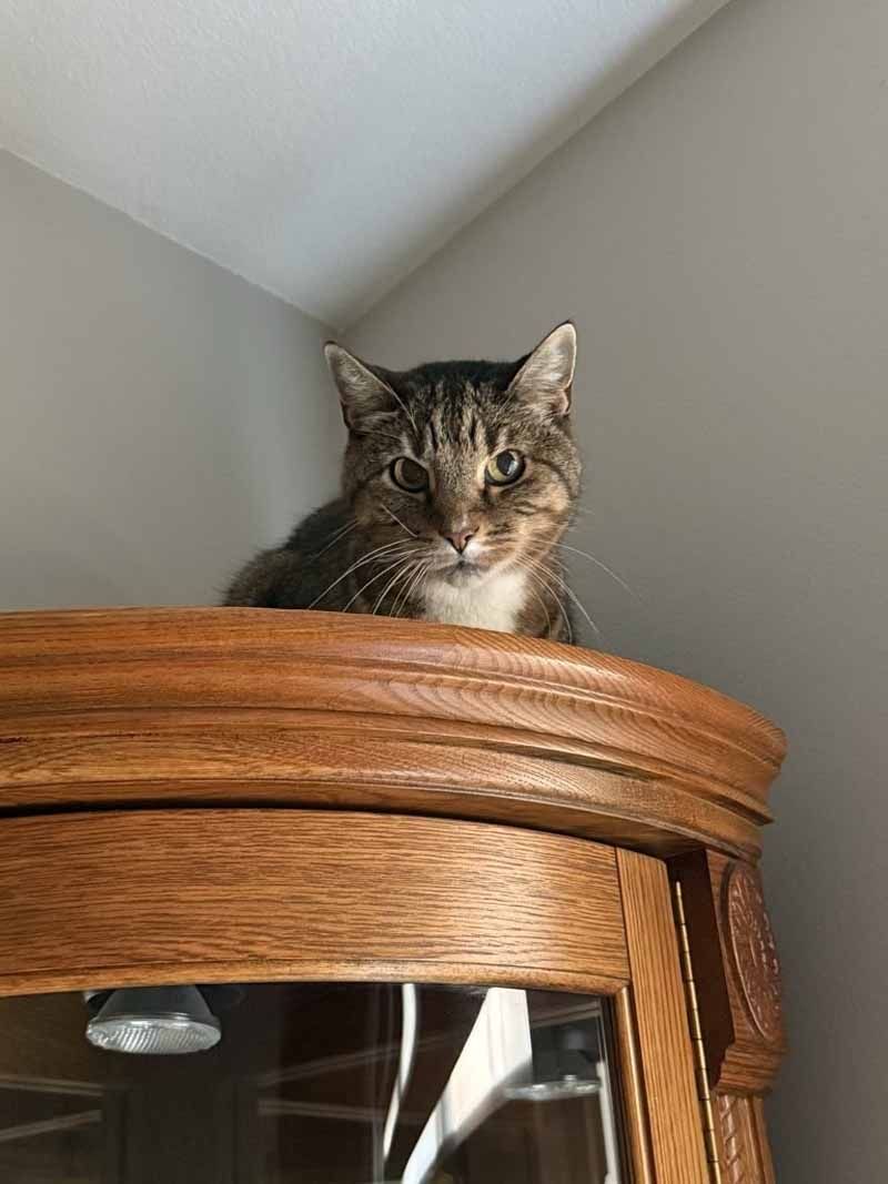 Cat perched on top of a wooden cabinet, looking down, brown and white fur.
