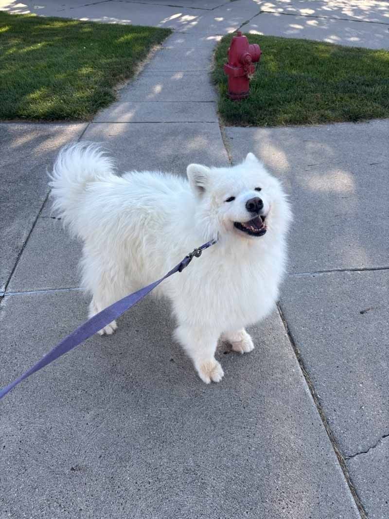 White fluffy dog on a leash smiles on a sidewalk next to a fire hydrant.