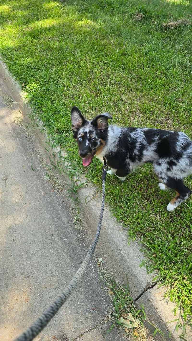 Dog on a leash, spotted black and gray fur, tongue out, standing on grass next to a sidewalk.