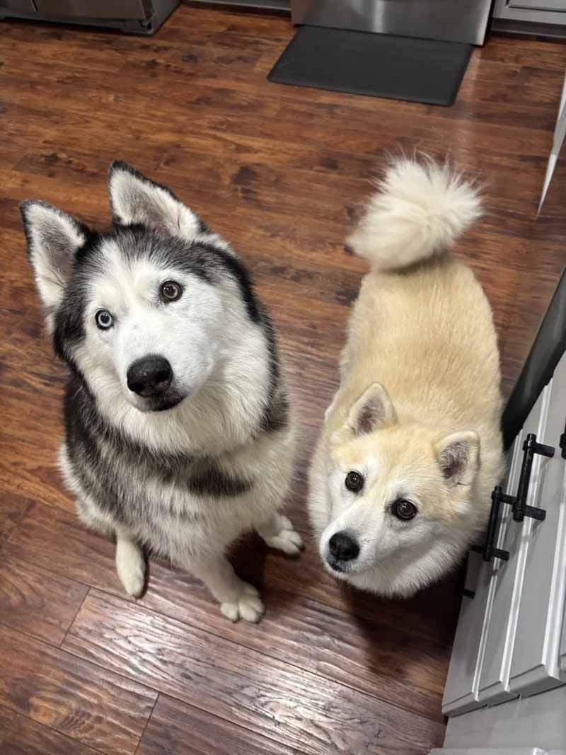 Two dogs looking up: a husky with blue eyes and a cream-colored dog with a fluffy tail, sitting on wood floor.