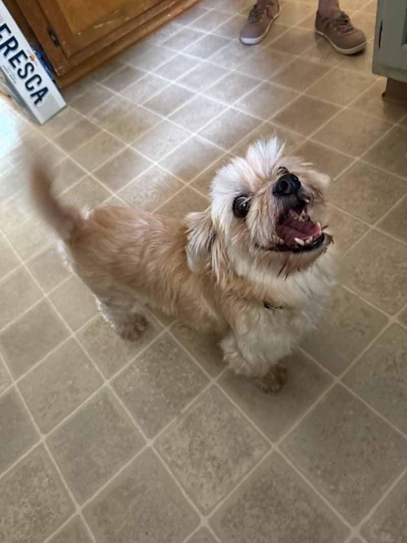 Tan terrier mix standing on a tiled floor, mouth open in a bark, tail wagging.