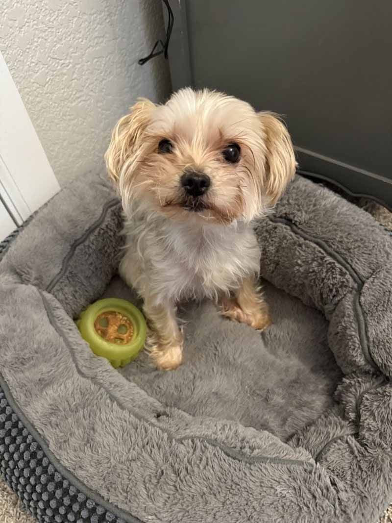 Small beige dog sitting in a gray dog bed with a green toy.