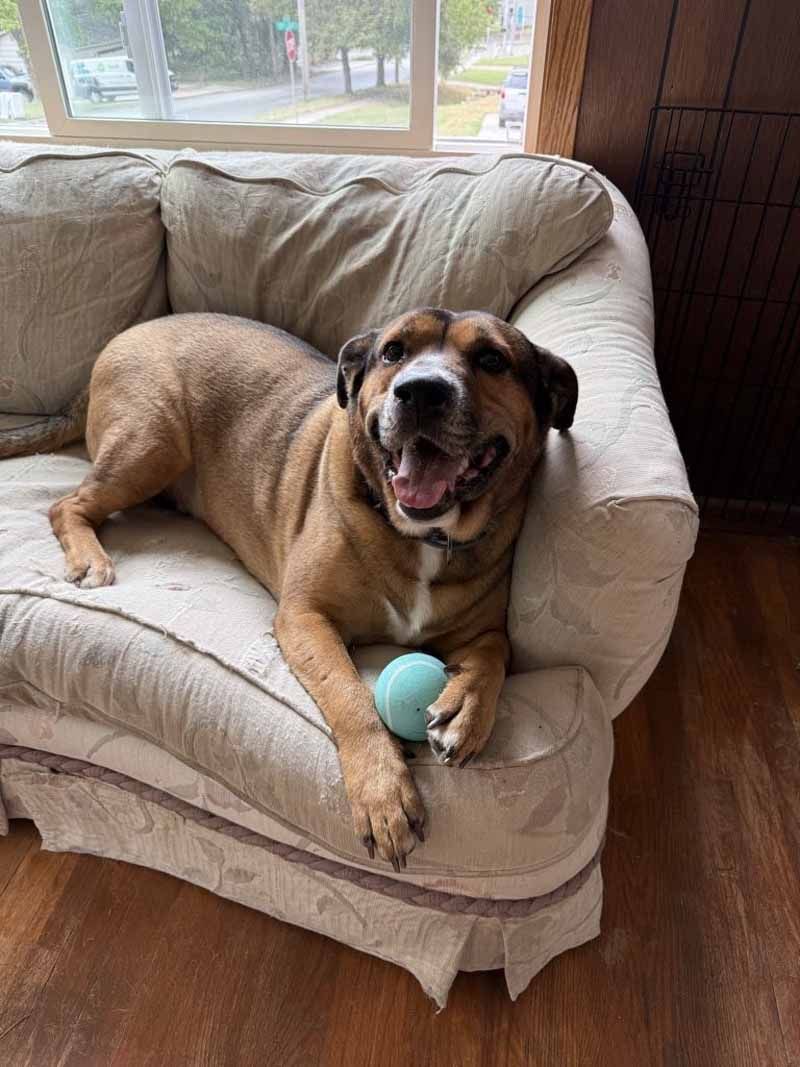 Brown dog on a couch with a blue ball, smiling at the camera.