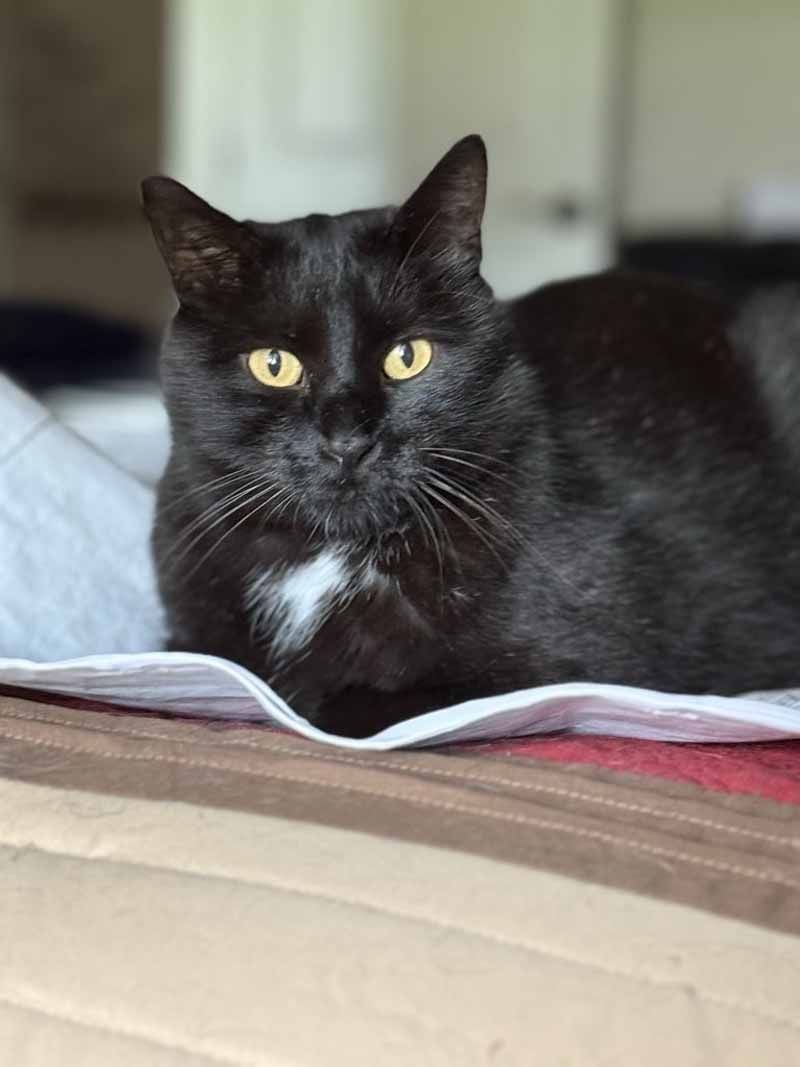 Black cat with yellow eyes and a white chest patch, resting on a bed.