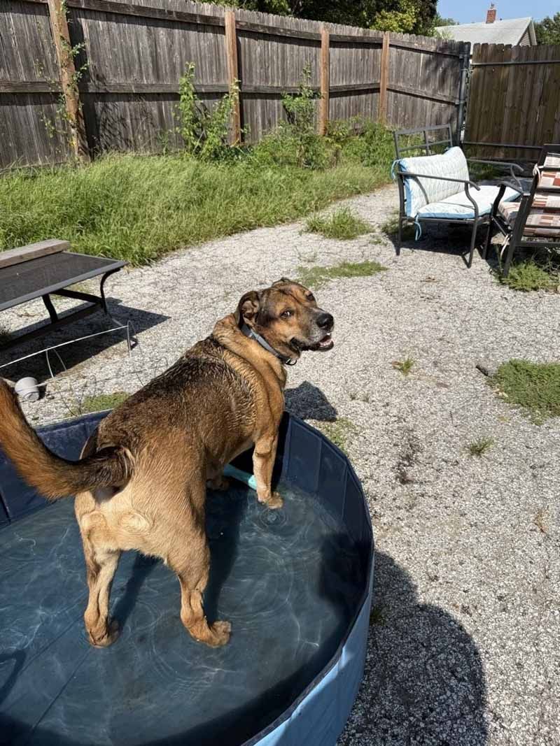 Dog in a blue pool, looking back towards the viewer, in a gravel yard, with a fence in the background.