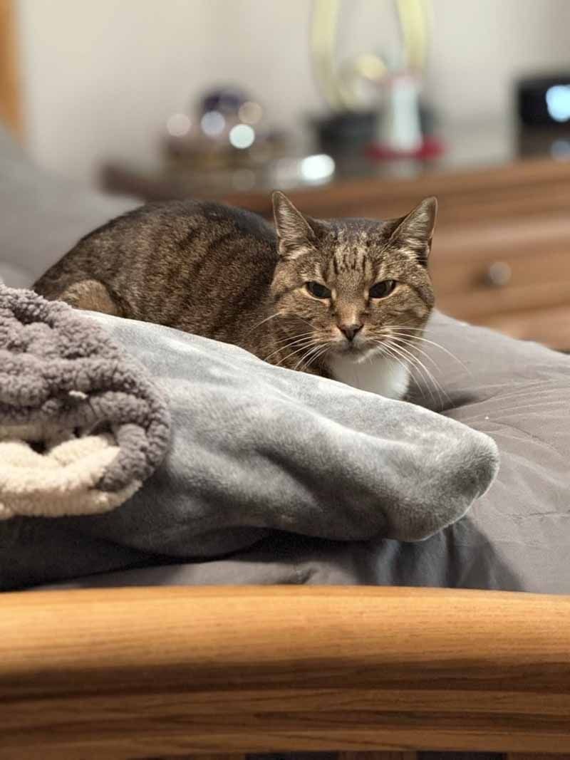 Cat resting on a gray blanket on a bed. Cat has brown tabby fur, white patch on chest. Wooden dresser in background.