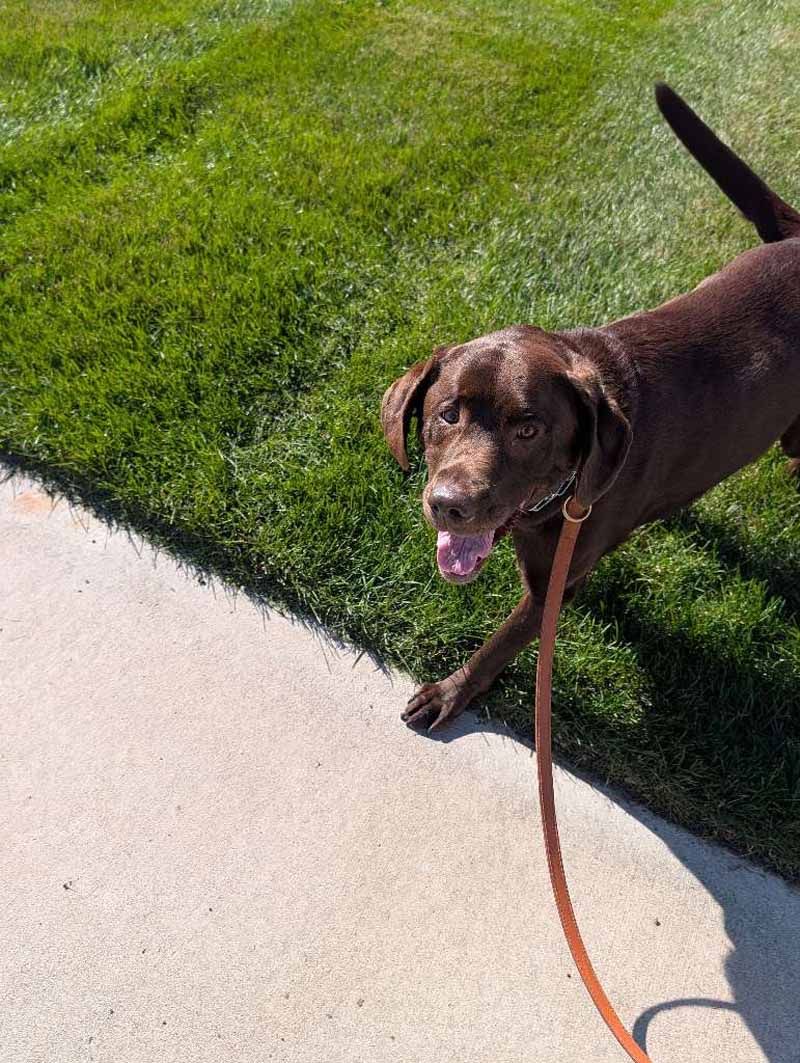 Chocolate Labrador on leash walks on a sidewalk next to green grass, tongue out.