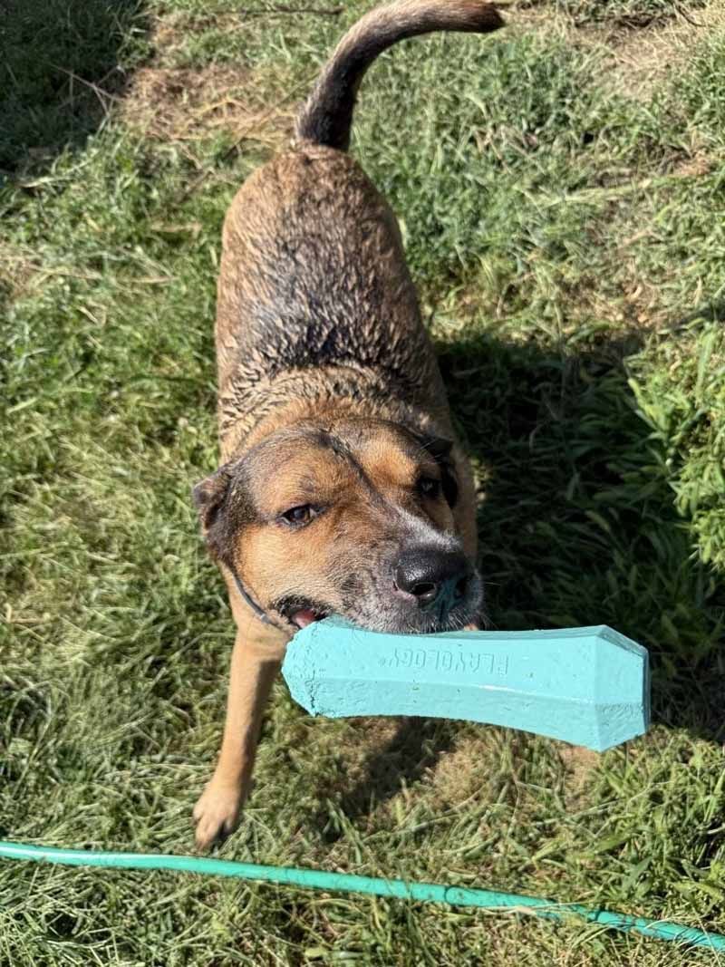 Dog with a blue chew toy in its mouth, standing on grass. The dog is wet with brown and tan fur.