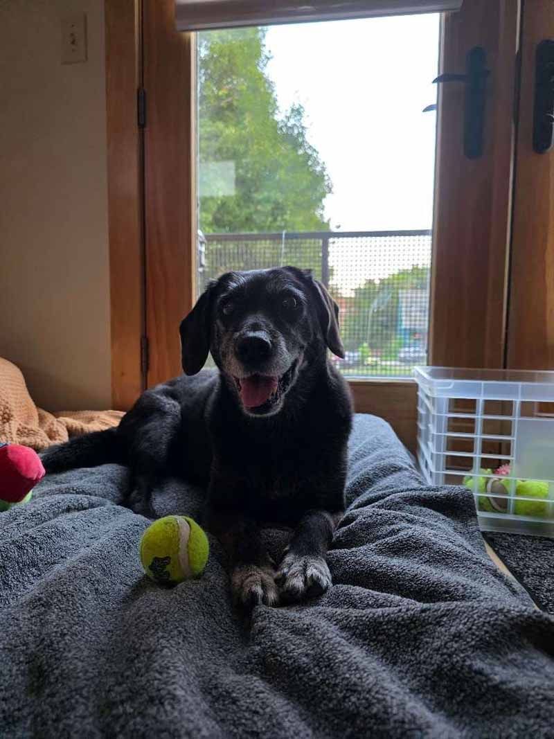 Black dog with a gray muzzle rests on a bed, smiling. A tennis ball is in front of it.