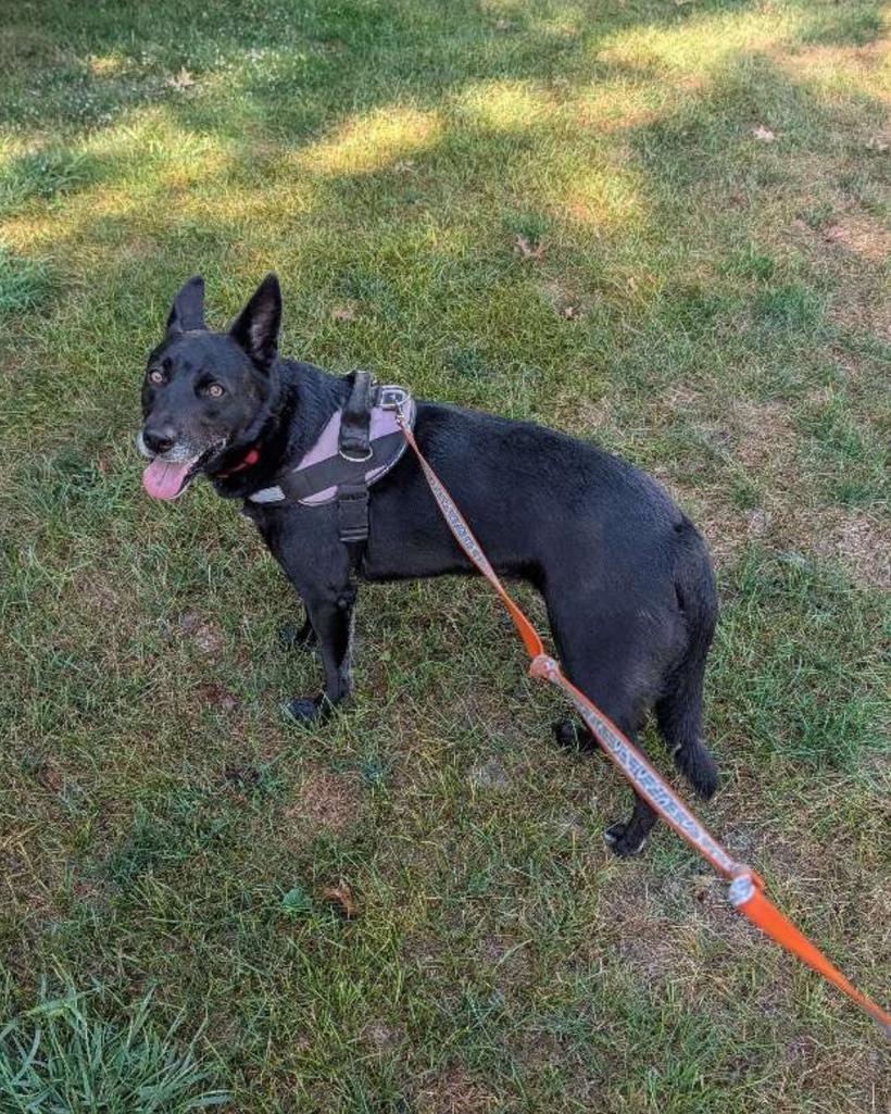 Black dog wearing a harness and leash on a grassy lawn; panting with tongue out.