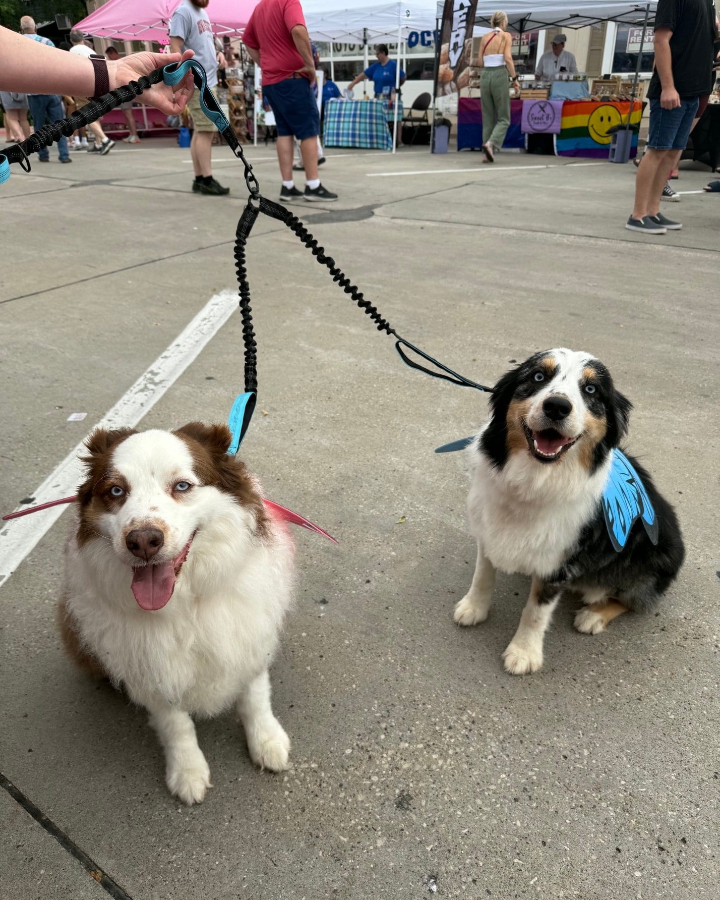 Two smiling dogs on leashes at an outdoor market. One is brown and white, the other black and white.