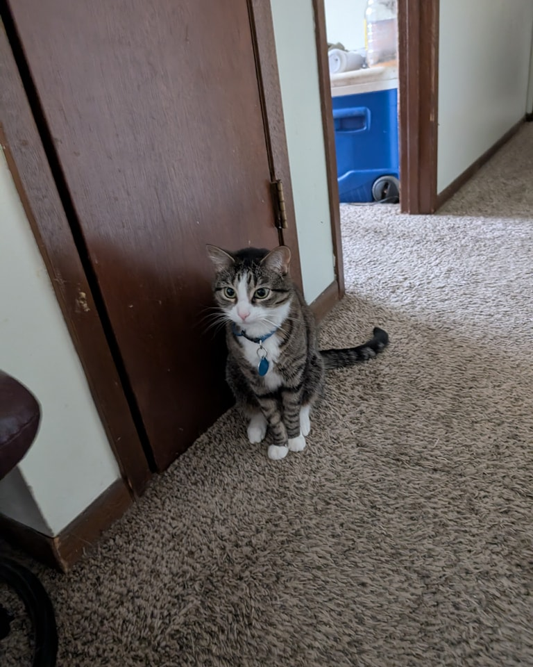 Tabby cat sitting on carpet near a brown door, looking at the camera.
