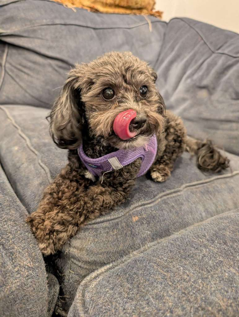 Small black and grey dog with tongue out, wearing a purple harness, resting on a blue couch.