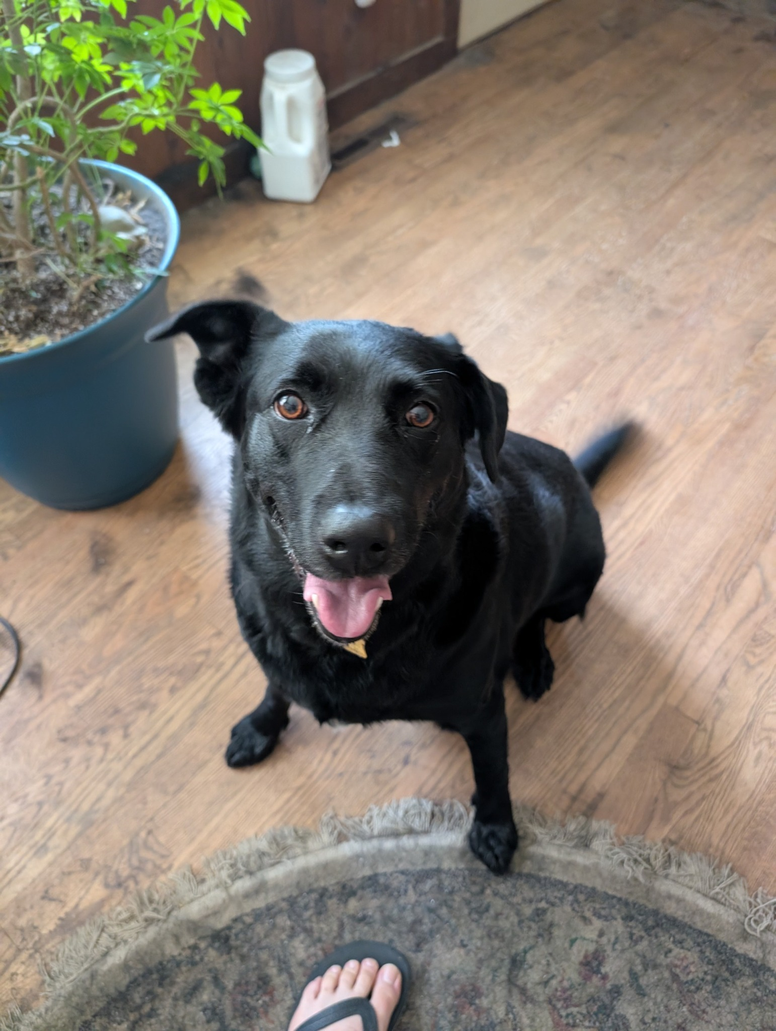 Black dog sitting on wooden floor with mouth open, looking up.
