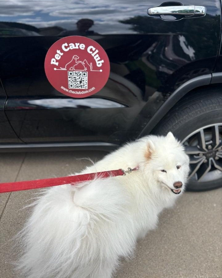 White fluffy dog on a red leash next to a black car with 