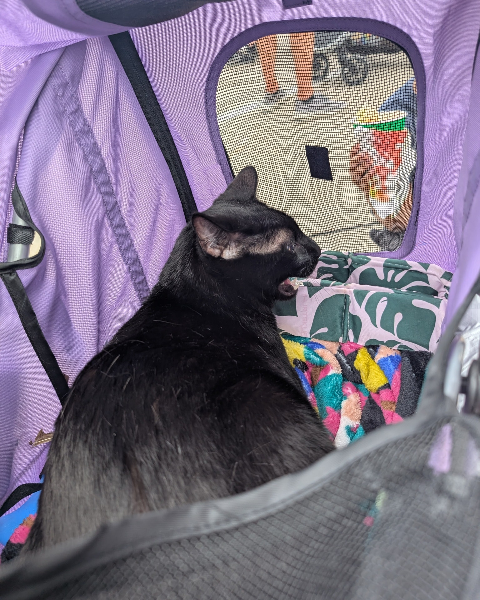 Black cat inside a purple stroller, looking to the side with mouth open.