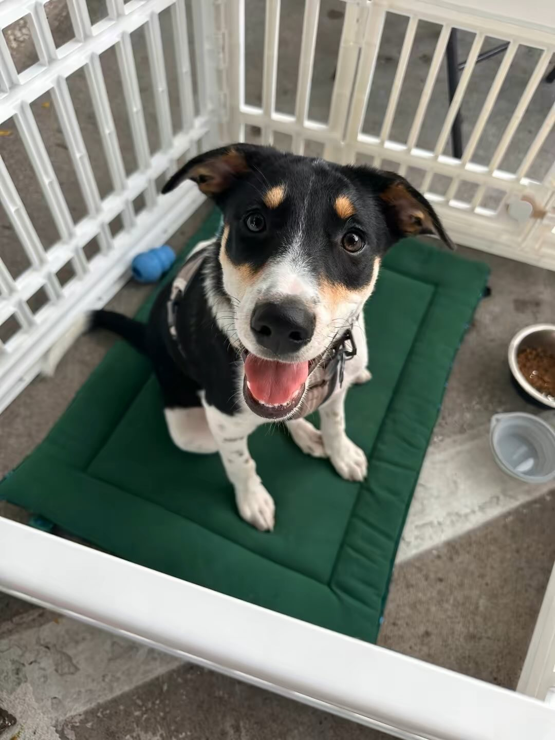 Happy black, white, and tan dog sits on green mat in a pen, mouth open, looking at the camera.