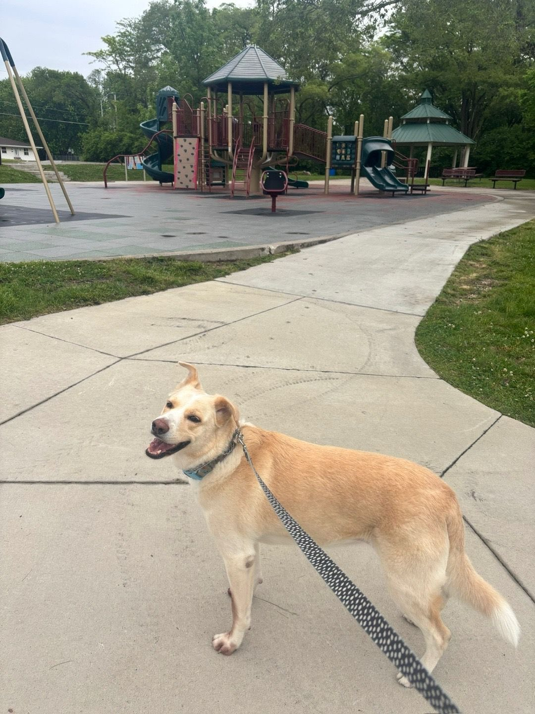 Dog on leash at a playground. Tan fur, collar, paved path, play structure in background.