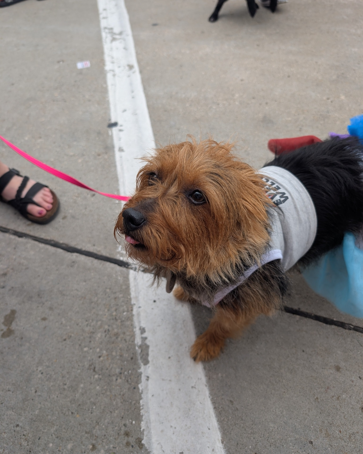 Dog, brown and black fur, wearing a shirt, on a leash, standing near a white line.