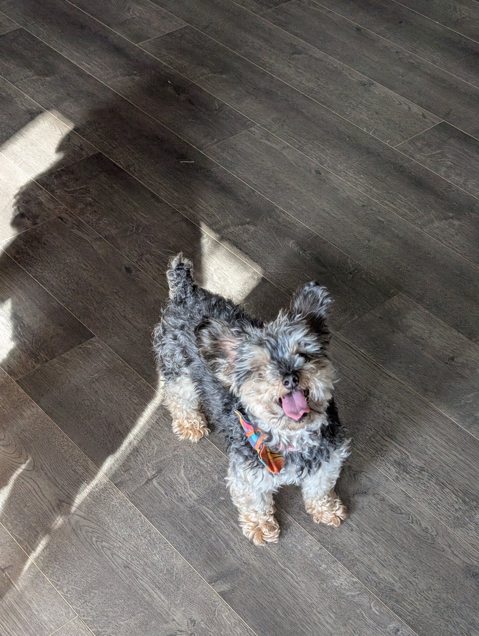 Small, gray and tan dog with tongue out, on wood floor.