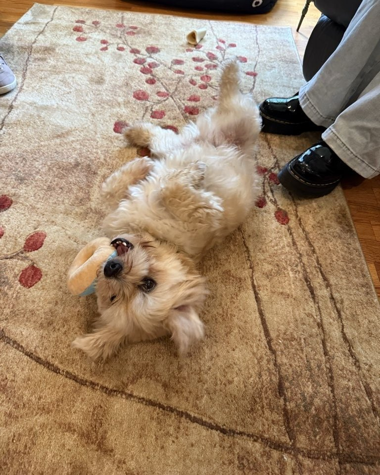 Fluffy, tan dog lies on its back on a floral rug, looking at the camera.