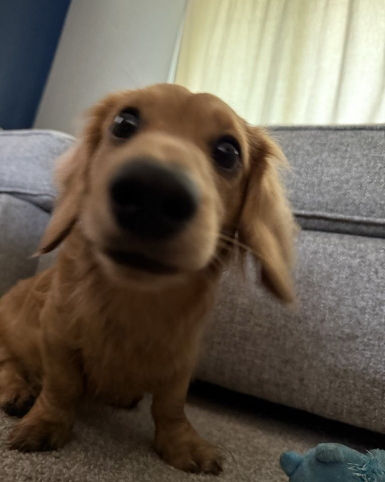 Long-haired dachshund puppy, tan fur, large black nose, looking directly at the camera, sitting on a gray couch.