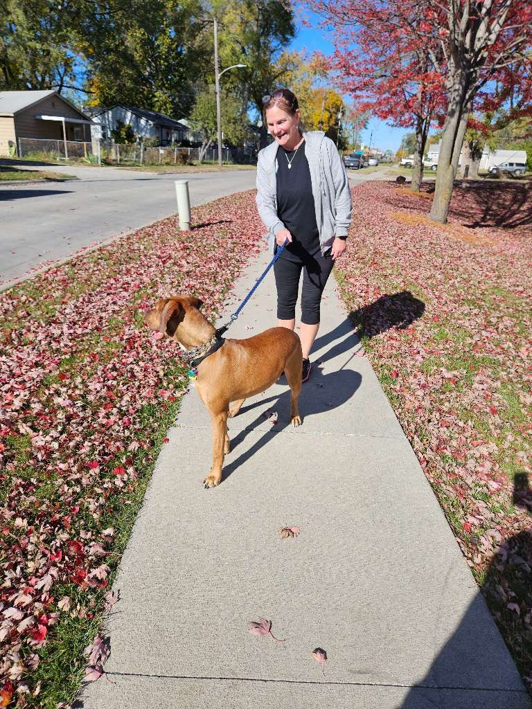 Woman walking a brown dog on a sidewalk lined with fallen red leaves. Sunny day.