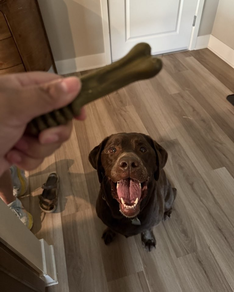 A brown Labrador sits, looking up excitedly at a hand holding a dog bone treat.