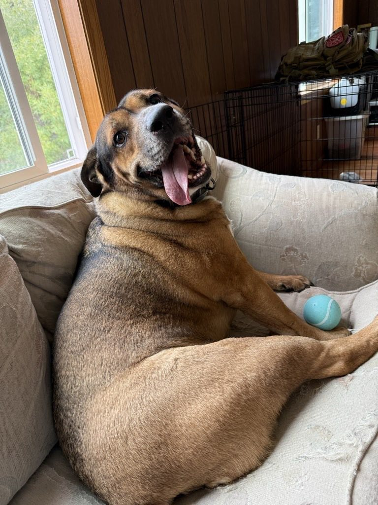 Brown dog lounging on a couch, mouth open, tongue out, with a blue ball.