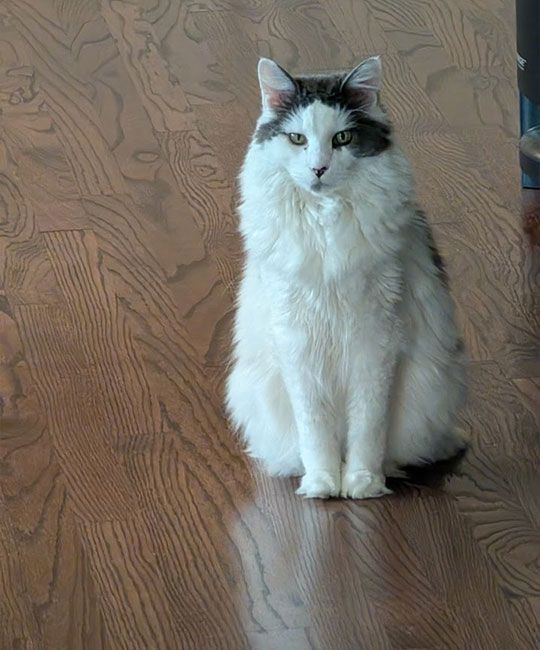 Fluffy white and gray cat sitting on a hardwood floor, gazing forward.