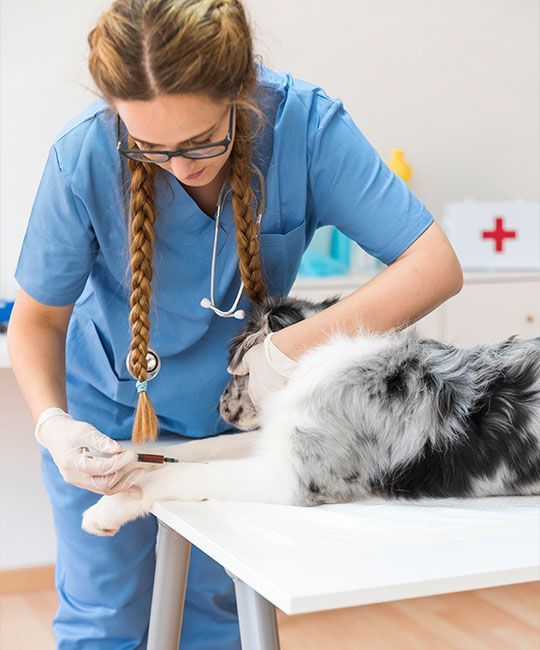Veterinarian in blue scrubs draws blood from a dog's paw on a white exam table.