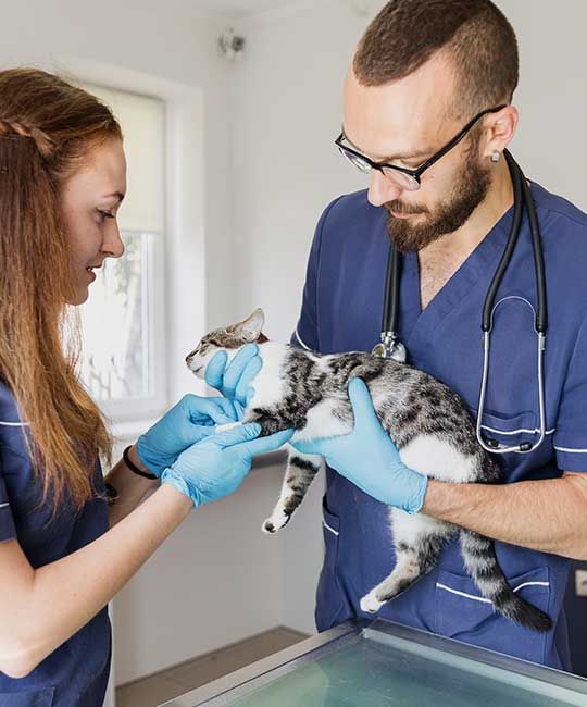 Veterinarian and assistant examining a cat in an office setting. Both are wearing gloves and scrubs.