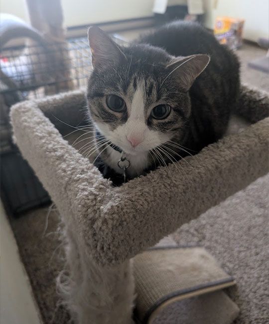 Cat with gray and white tabby markings sits in a cat tree, looking at the camera.