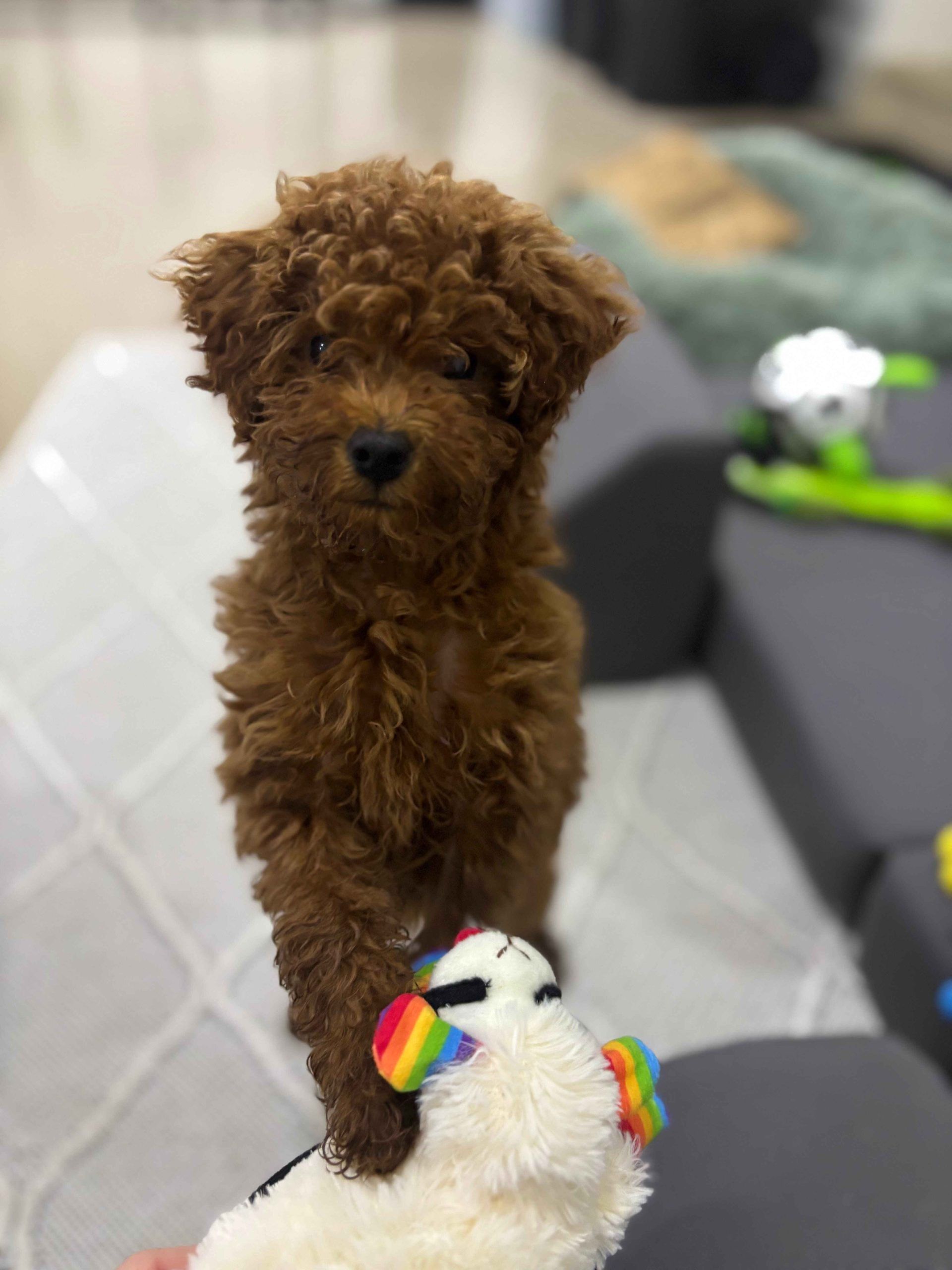 Brown poodle puppy standing with front paws on a white stuffed animal.