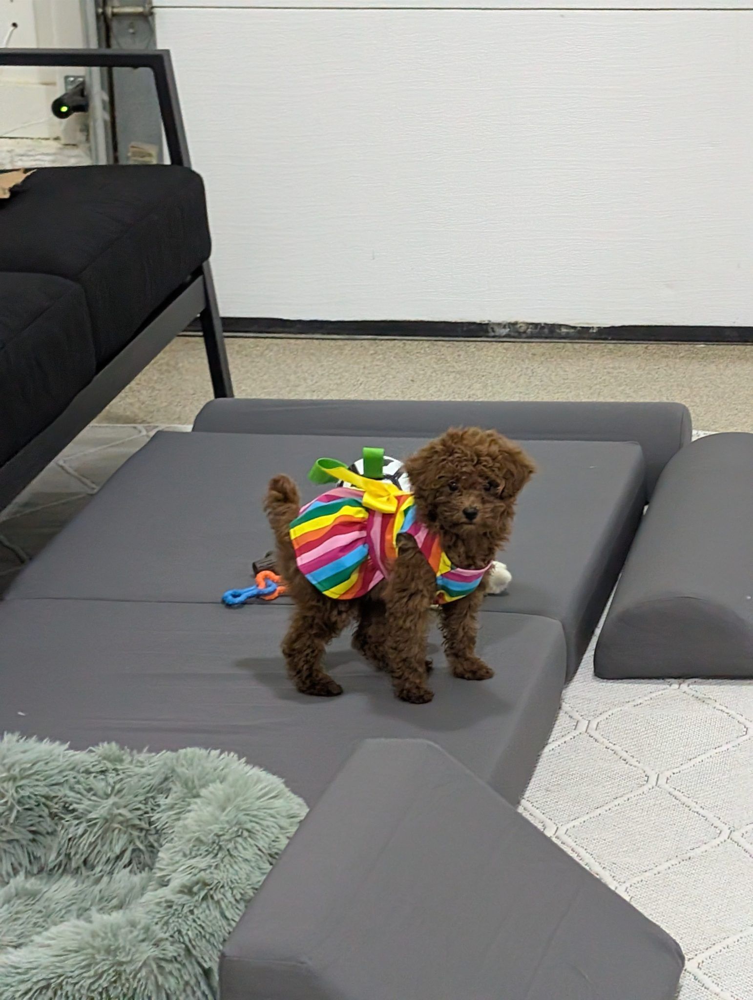 Small brown dog wearing a rainbow vest, standing on gray foam blocks.