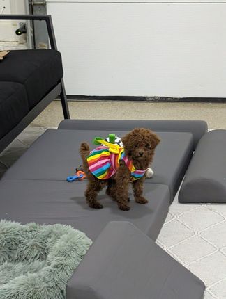 Brown poodle wearing a rainbow backpack stands on gray foam blocks.