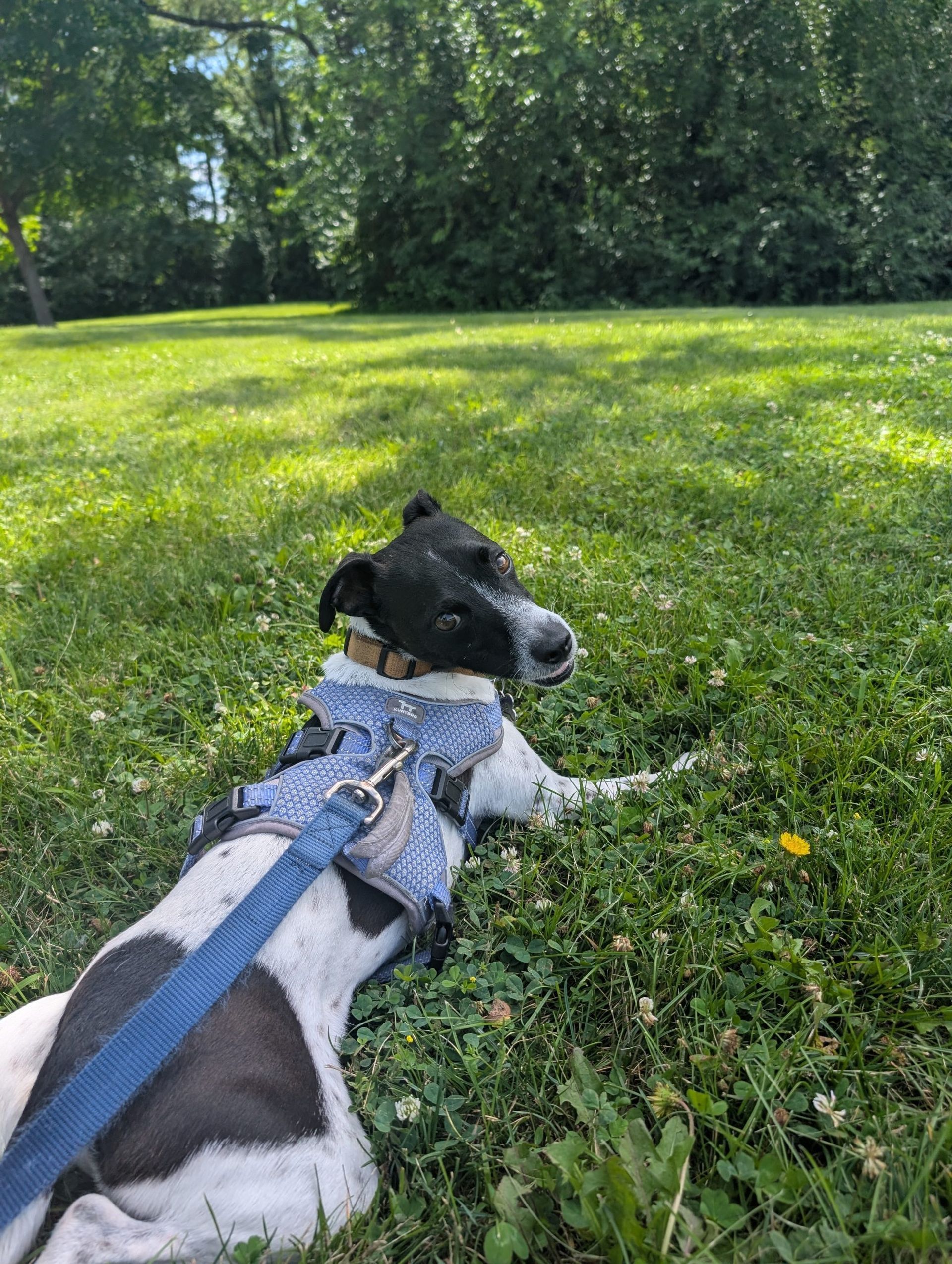 Dog with black and white fur rests in a grassy park, looking to the side. Wearing a blue harness and leash.