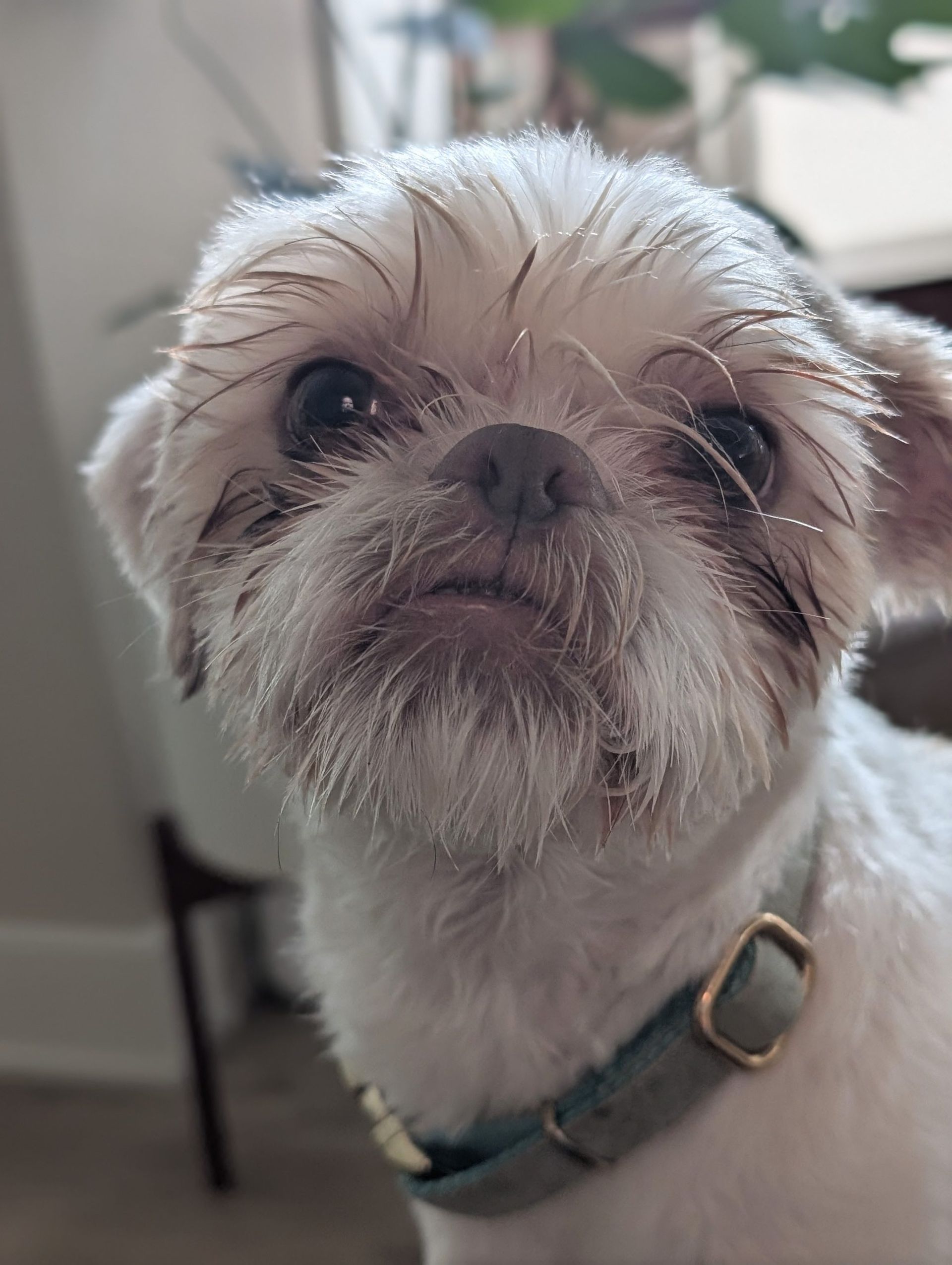 White and tan Shih Tzu dog looking up with a neutral expression, wearing a teal collar.