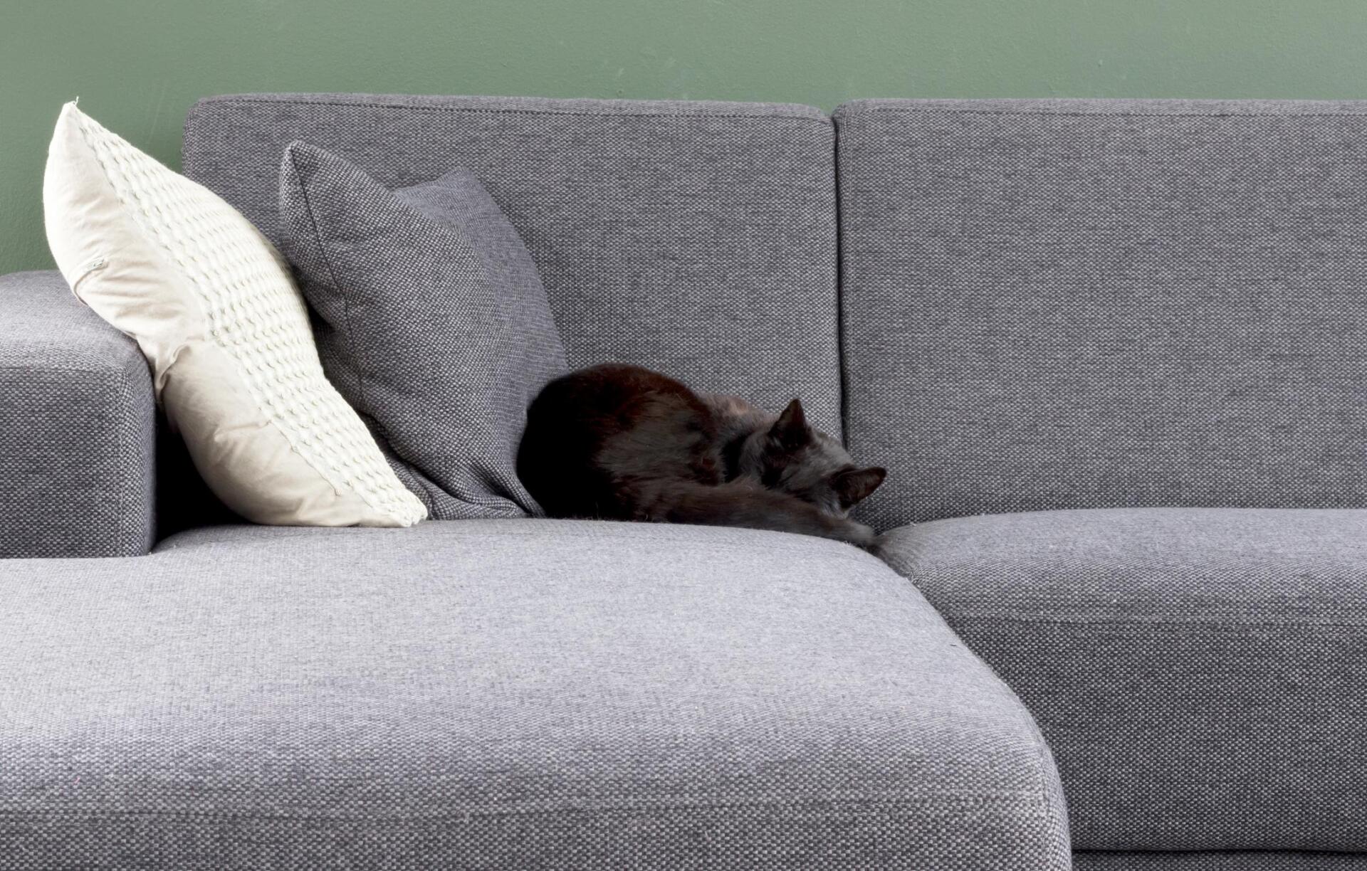 a cat on the sofa couch