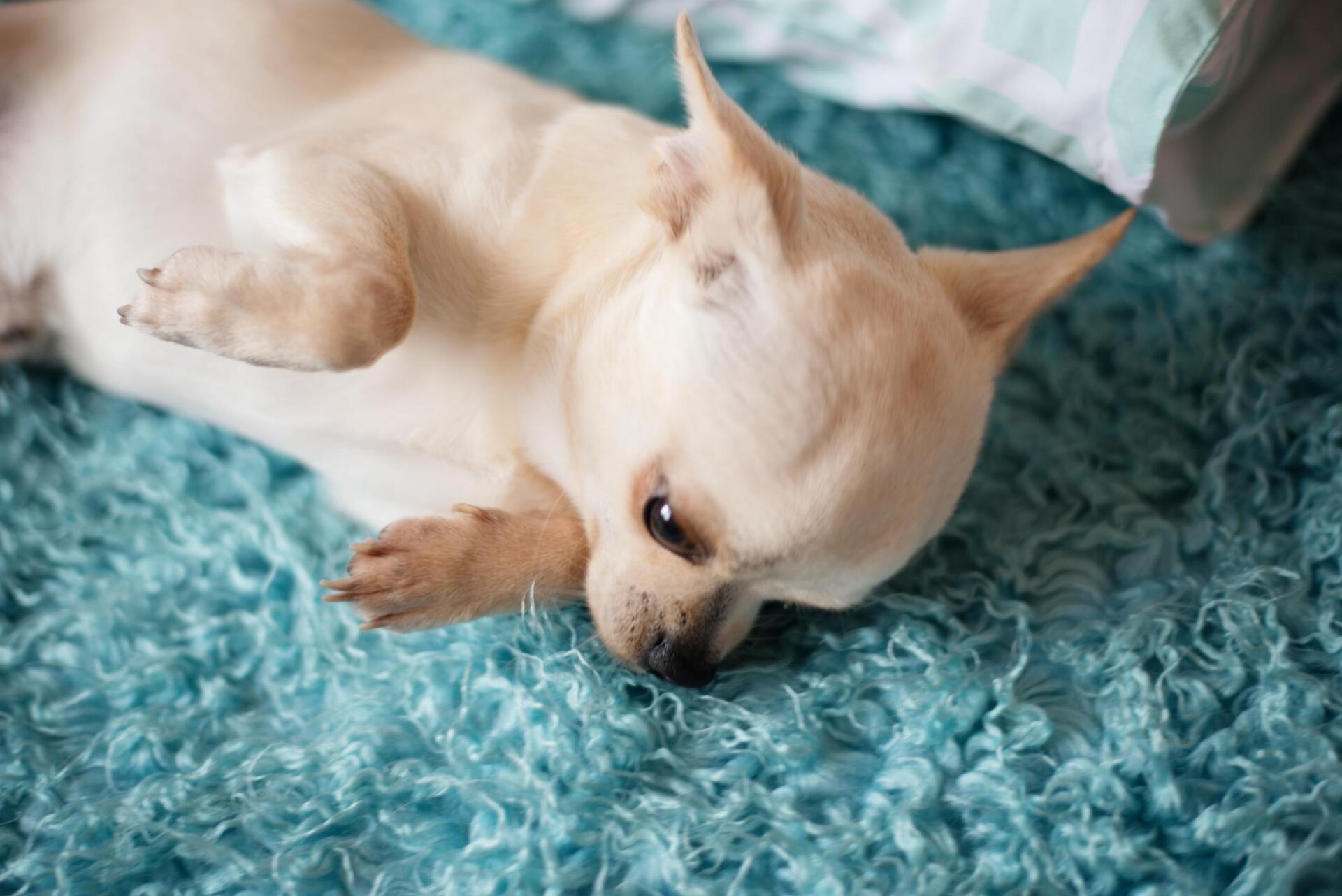a dog laying on the mattress