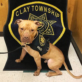 Leonard is the first official police pit bull in the state of Ohio