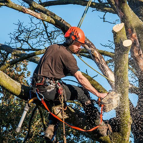 Man Wearing Full Safety Equipment — Indianapolis, IN — Emanuel’s Tree Service