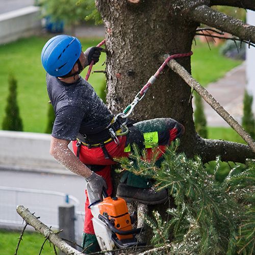 Arborist Wearing Safety Helmet — Indianapolis, IN — Emanuel’s Tree Service