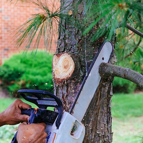 Man Cutting Tree Branch Using a Chainsaw — Indianapolis, IN — Emanuel’s Tree Service
