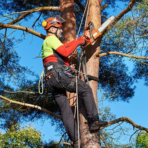 Man Cutting Tree Branch — Indianapolis, IN — Emanuel’s Tree Service