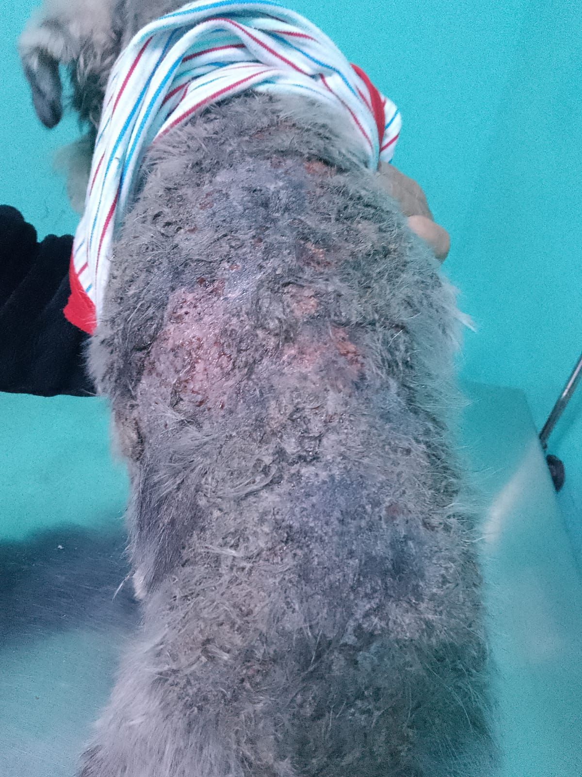 Veterinaria Dogtoras