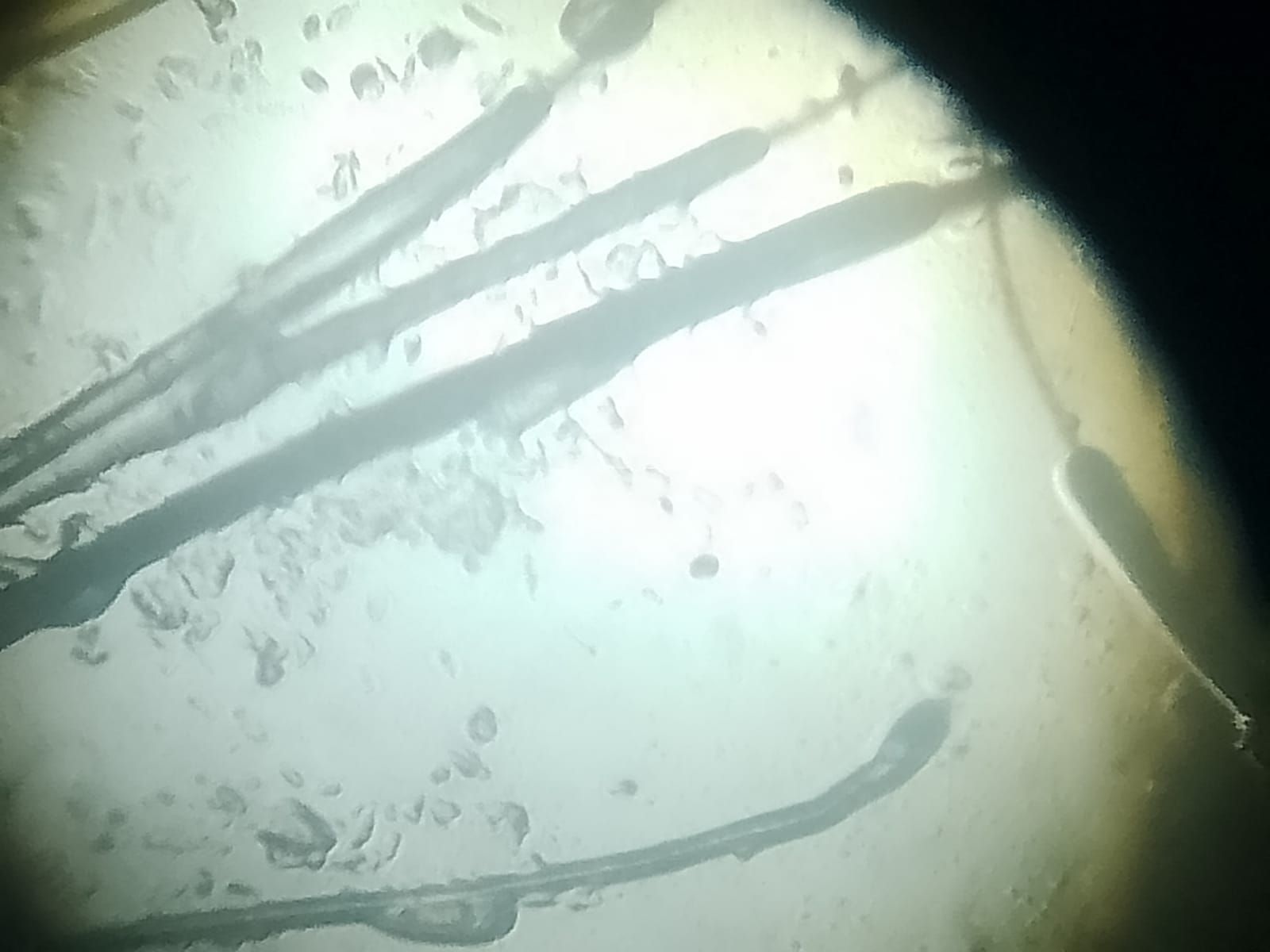 Veterinaria Dogtoras